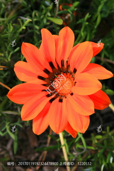 菊花花特寫(xiě)