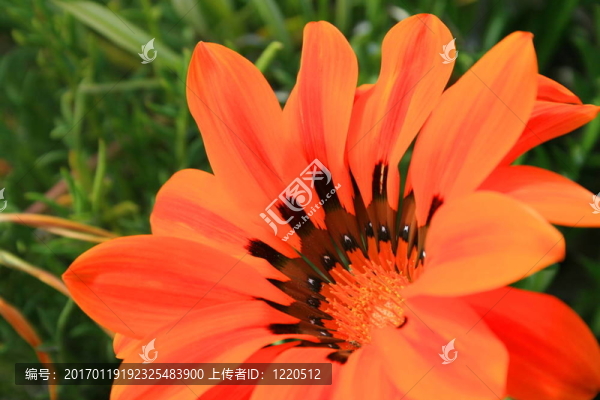 菊花花特寫