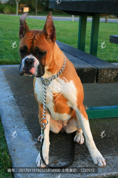 好奇的Boxer,Puppy