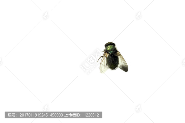 死蒼蠅