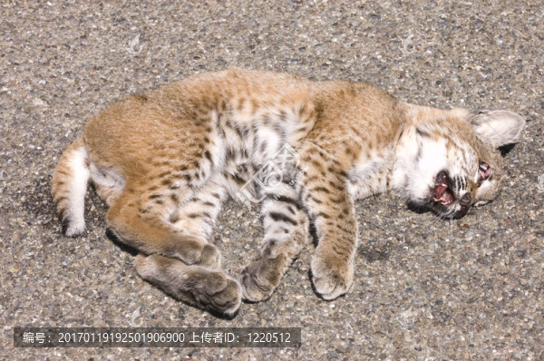 年輕的山貓撞死