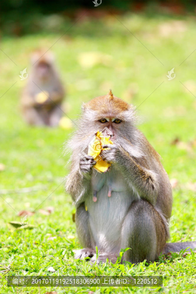 猴子吃香蕉