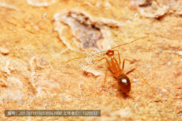 織工蟻