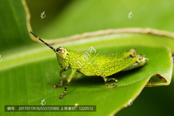綠色蚱蜢
