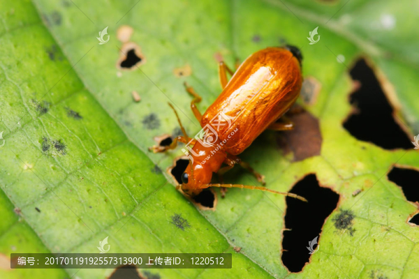 橙色小甲蟲(chóng)
