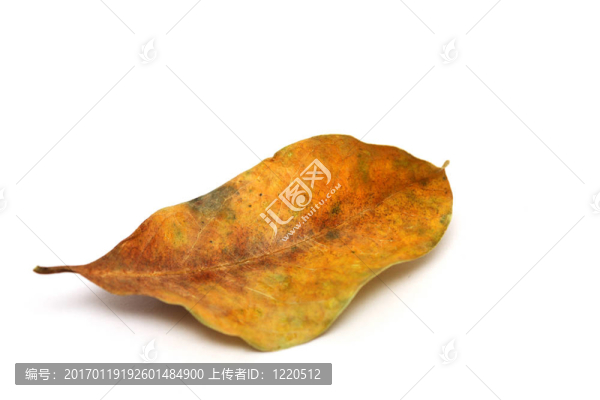 枯葉色-匯圖網(wǎng) www.fosd68.com 枯葉色