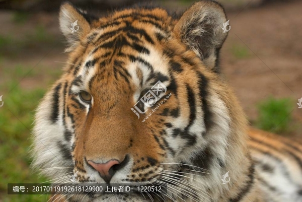 虎Panthera,tigris,altaica