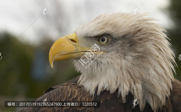 雄偉的