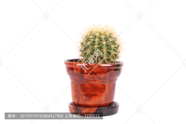 在布朗盆仙人掌