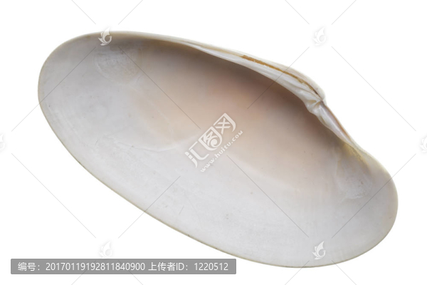 貝殼孤立在白色背景