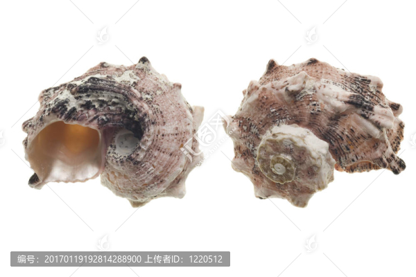 貝殼孤立在白色背景