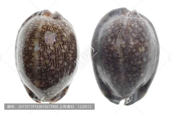 貝殼孤立在白色背景