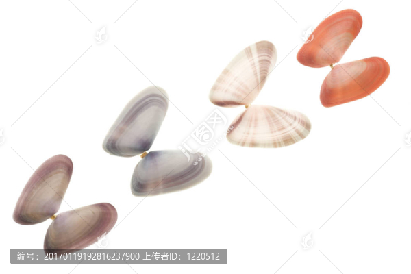 貝殼孤立在白色背景