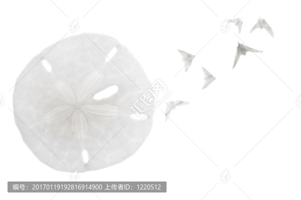 貝殼孤立在白色背景