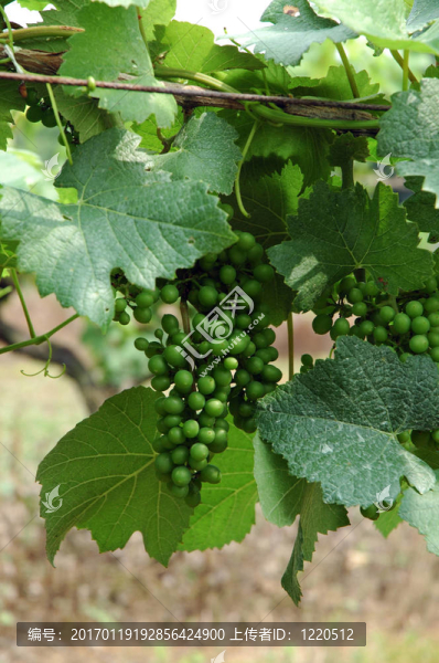Vineyard的年輕葡萄