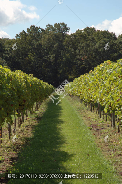 葡萄園的影子