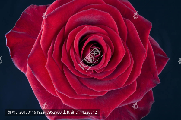 紅玫瑰綻放
