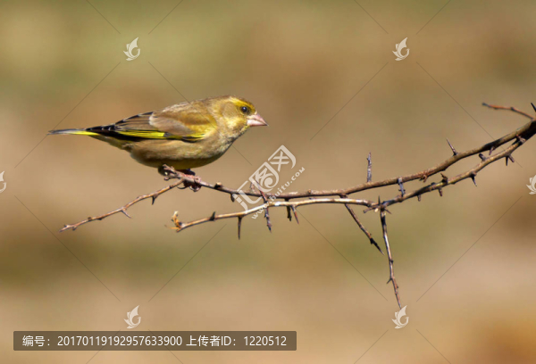 金翅雀