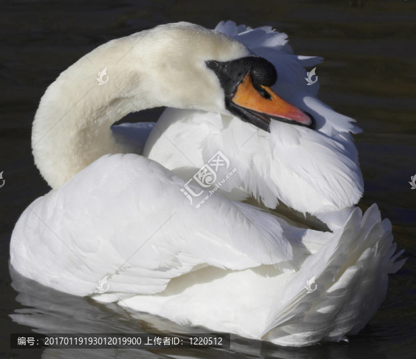 梳理羽毛的天鵝-匯圖網(wǎng) www.fosd68.com 梳理羽毛的天鵝