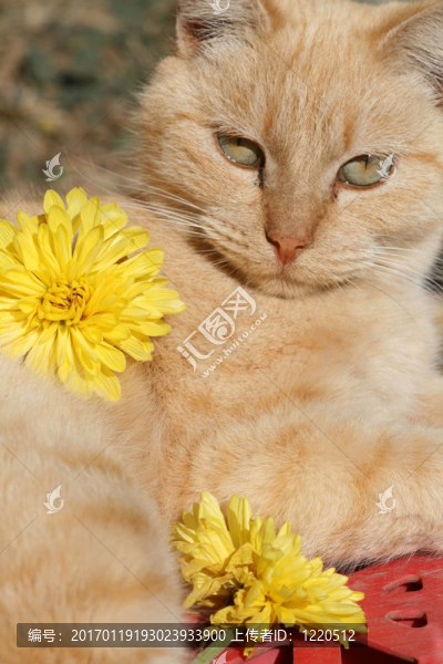 貓和Flowers