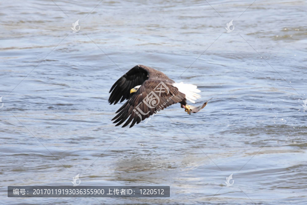 禿頭鷹捕魚