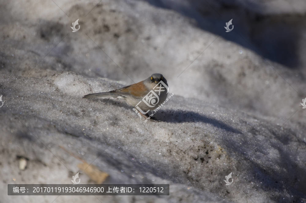 老雪上的鳥