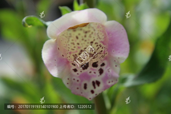 毛地黃的花