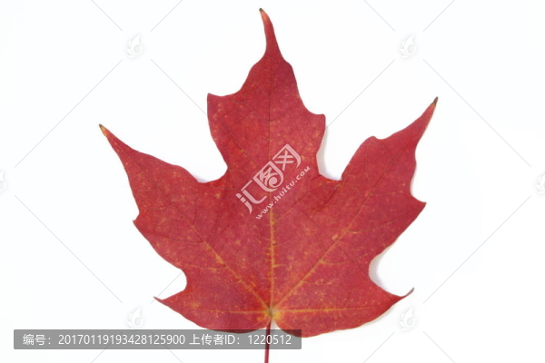 紅色的楓葉
