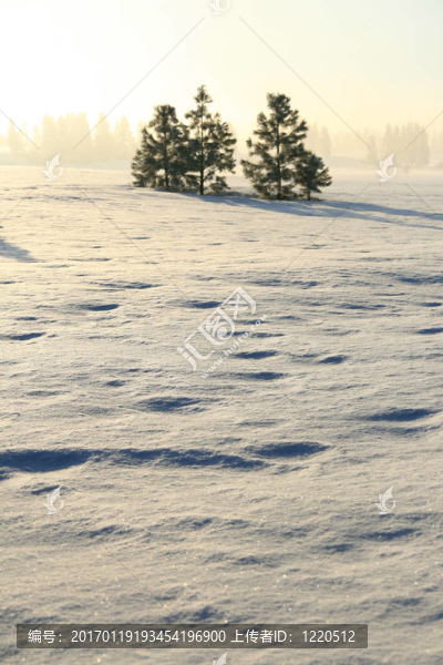 冬雪中的三棵松樹