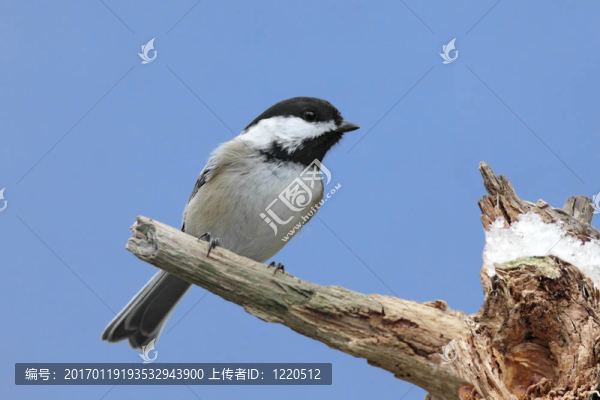 冬天在一個(gè)雪的殘端上的鳥(niǎo)