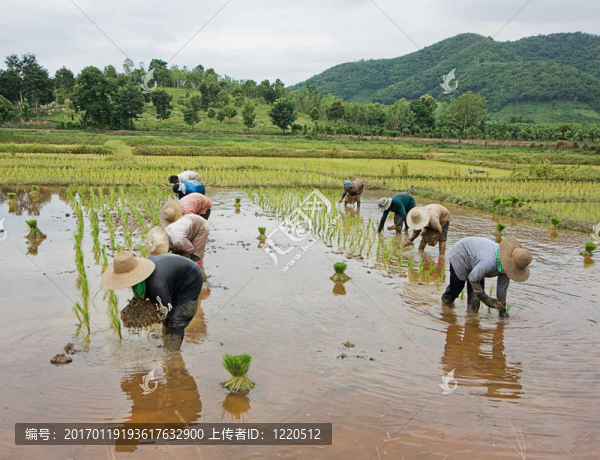 稻田工人