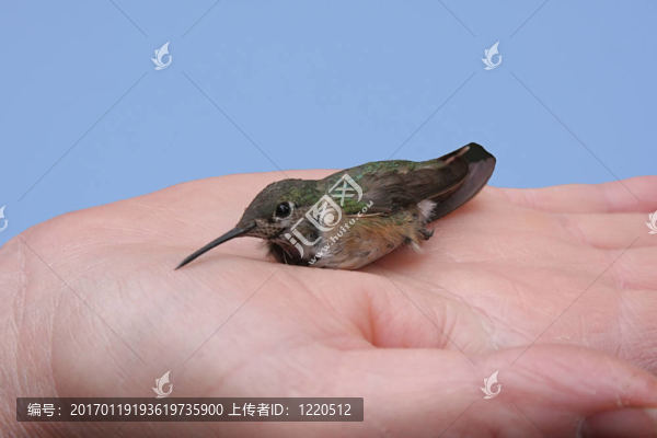 手上的鳥