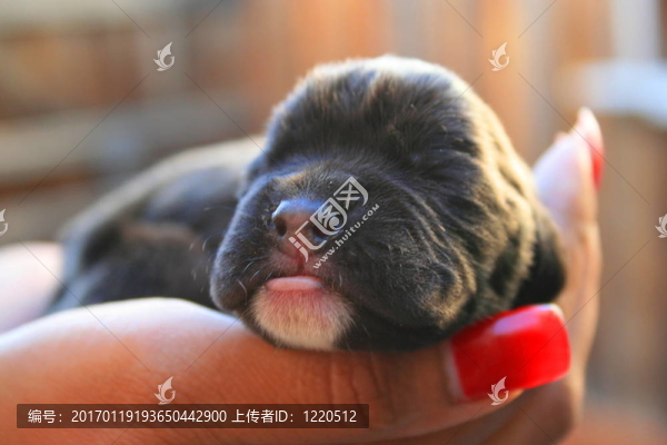 初生的小狗