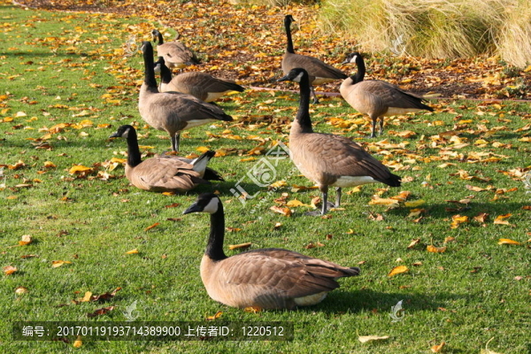 一群加拿大鵝