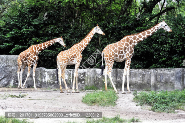 Giraffe的家
