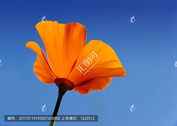 加利福尼亞罌粟Eschscholzia夜蛾
