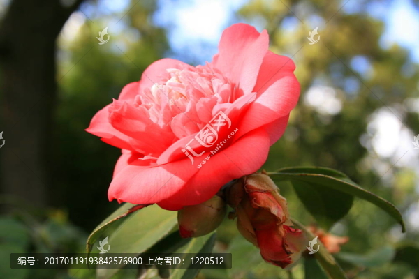 粉紅色的山茶花