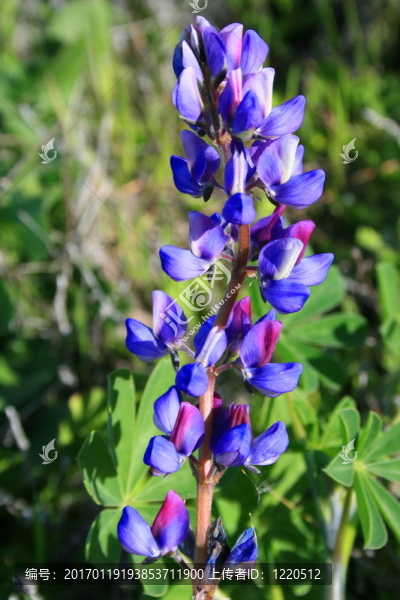紫色的Lupin,Flower