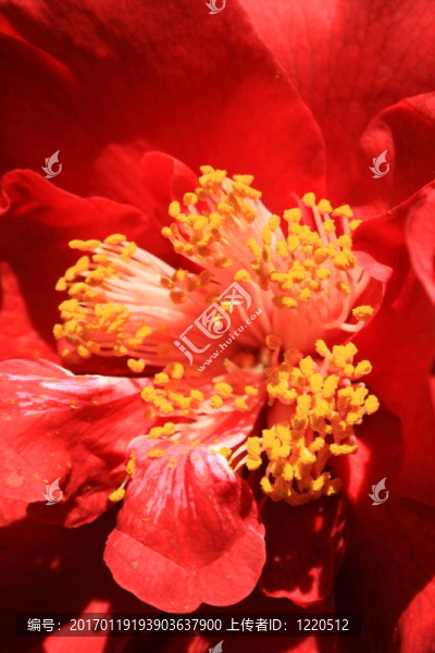 紅色的Camelia,Flower