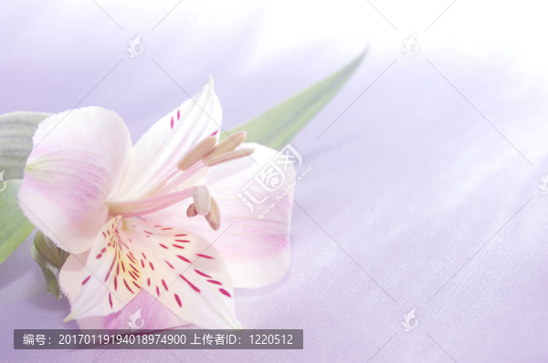 美麗的異國情調(diào)的莉莉