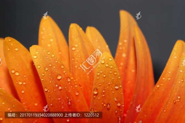 美麗的向日葵花瓣特寫(xiě)