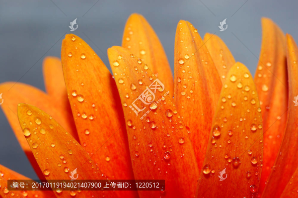 美麗的向日葵的花瓣