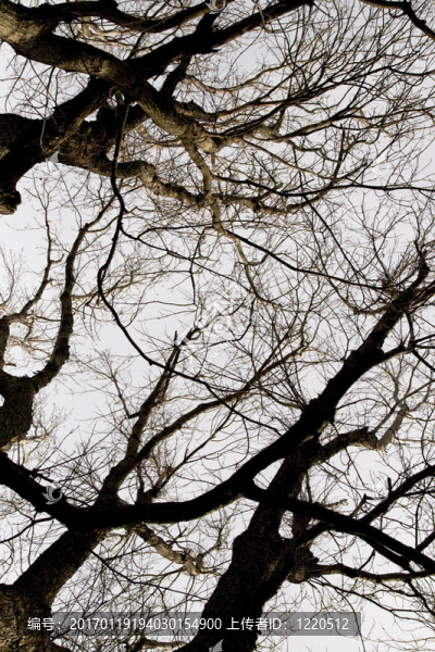 吹的樹(shù)枝-匯圖網(wǎng) www.fosd68.com 吹的樹(shù)枝