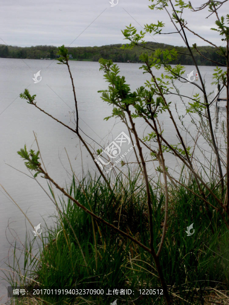 湖邊的草地