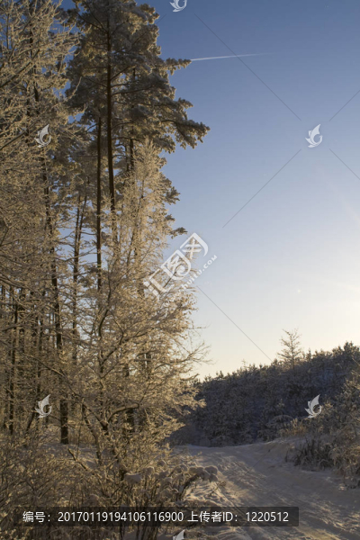 冬天的森林-匯圖網(wǎng) www.fosd68.com 冬天的森林