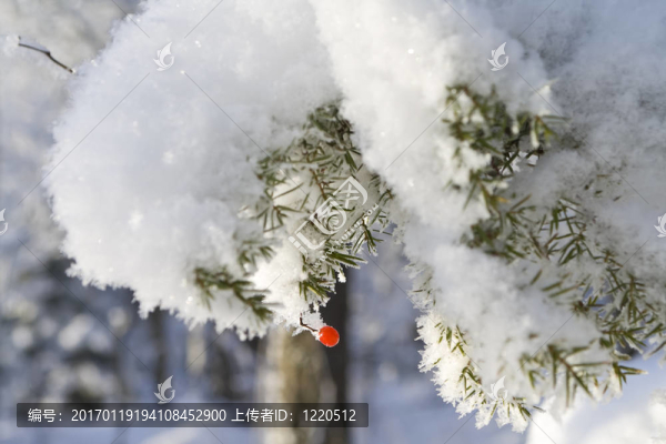 漿果在雪中