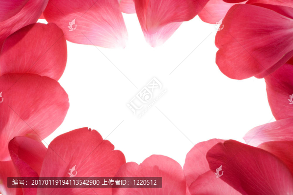 粉紅玫瑰的花瓣