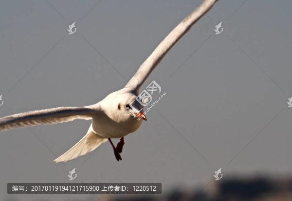 搜索敏銳