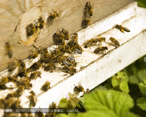 分配的蜜蜂-匯圖網(wǎng) www.fosd68.com 分配的蜜蜂