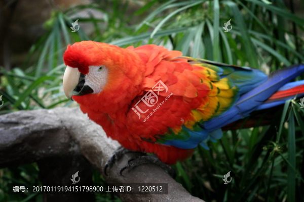 猩紅色的金剛鸚鵡